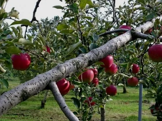 ミルキーりんごバター - 画像 (2)