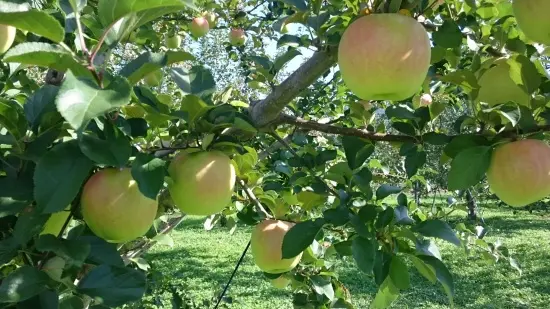 ミルキーりんごバター - 画像 (3)